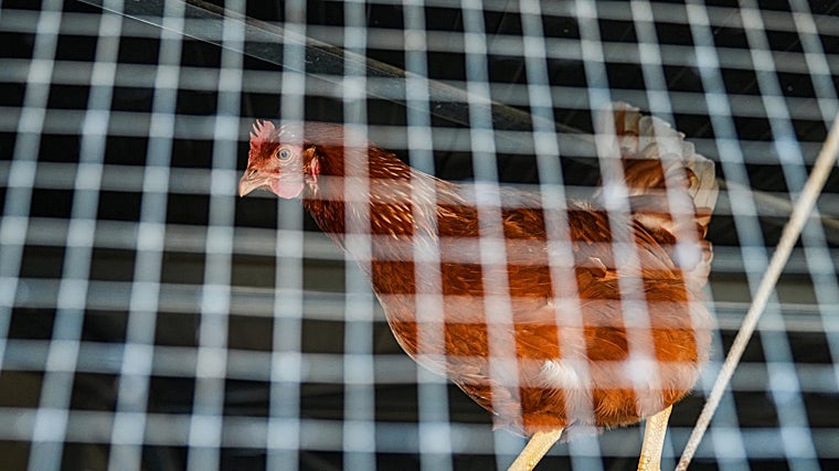 Una gallina confinada