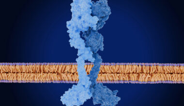La activación del receptor HER2 afecta a FOXA1 y y contribuye a generar resistencia a las terapias hormonales en cáncer de mama