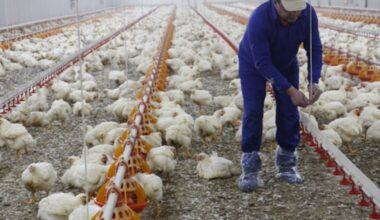 Gripe aviar en la Comunitat Valenciana: tranquilidad, seguridad e impacto mínimo | Sociedad