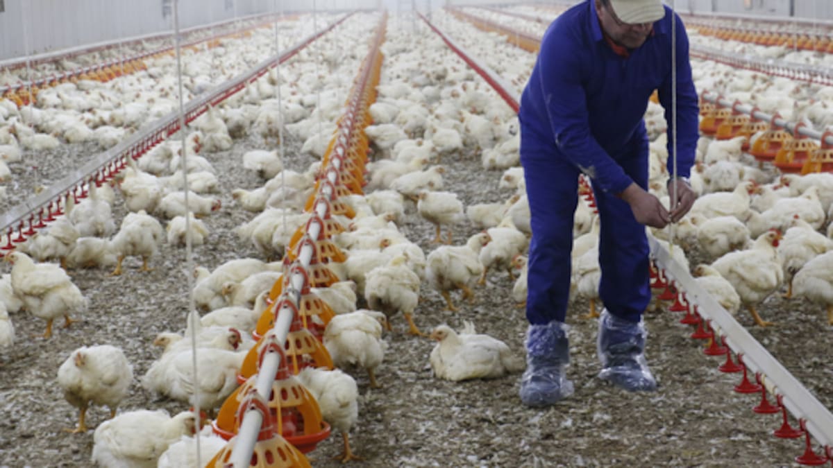 Gripe aviar en la Comunitat Valenciana: tranquilidad, seguridad e impacto mínimo | Sociedad