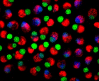 La plataforma utiliza un andamiaje