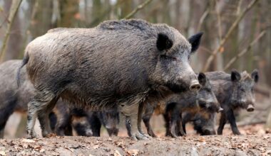 Jabalíes (ARCHIVO).