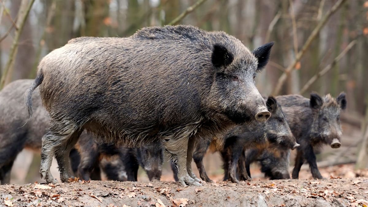 Jabalíes (ARCHIVO).