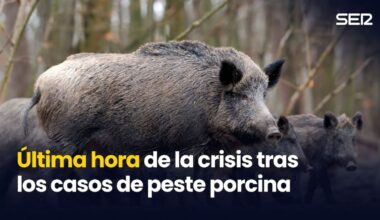 Sigue la última hora de la crisis tras los casos de peste porcina: el Govern pide la ayuda de la UME | Sociedad