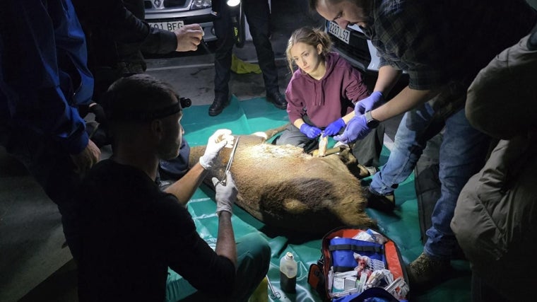 Lo servicios veterinarios logran atrapar y atender al ciervo que ha entrado en un aparcamiento en Zamora capital