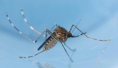 Mosquito Culex tarsalis.