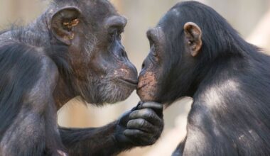 El beso en los labios es un rasgo que evolucionó hace 21 millones de años, según nuevo análisis