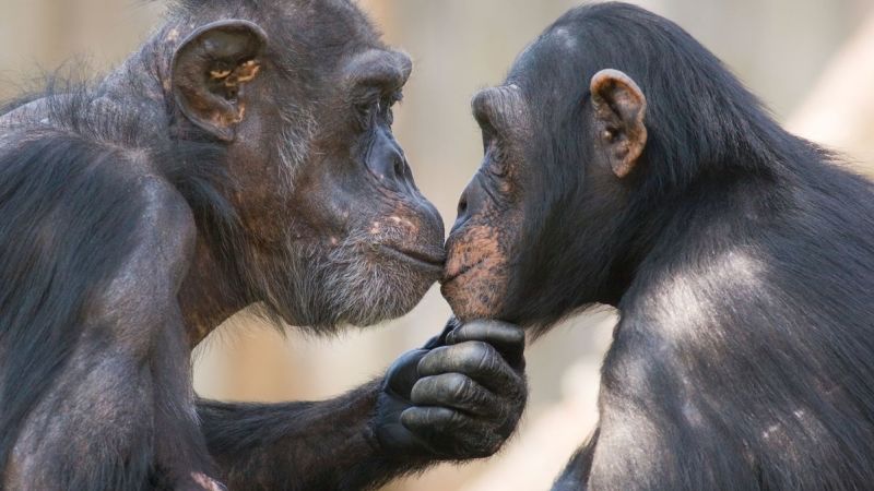 El beso en los labios es un rasgo que evolucionó hace 21 millones de años, según nuevo análisis