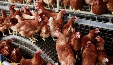 Desde este lunes, Navarra confina 1,1 millones de gallinas