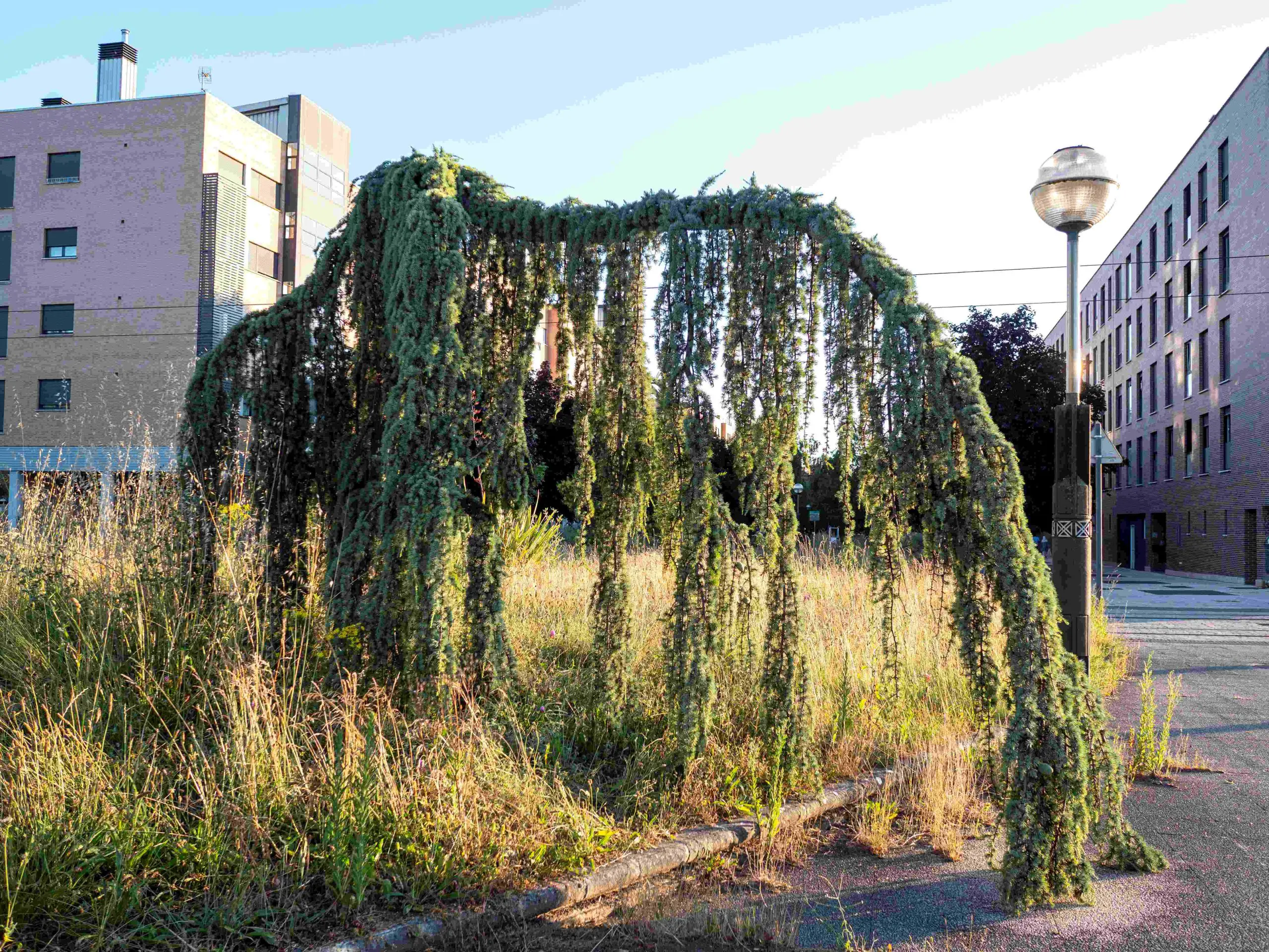 anillo verde. miradas divergentes