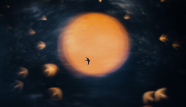 El fotógrafo que derramó un café y se convirtió en el Nature Photographer of the year 2025