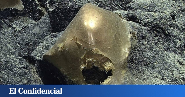 "Algo intentó entrar o salir, pero no sabemos qué"