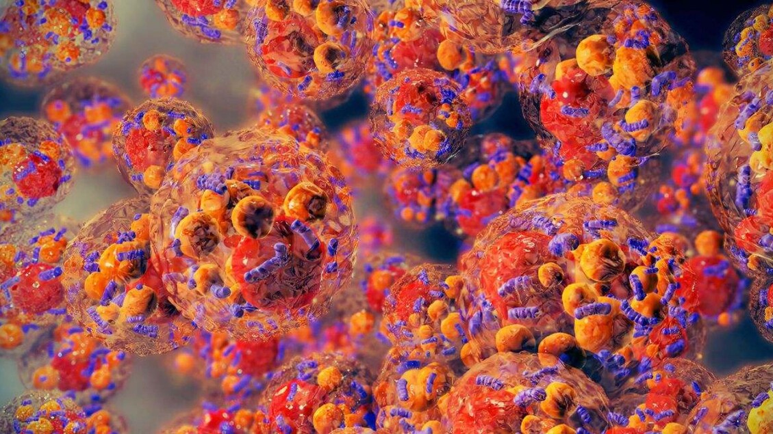 Células del estómago, como fábricas de insulina - Ciencia y tecnologia