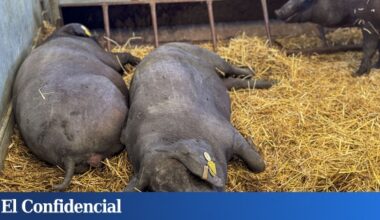 Taiwán, México y Japón prohíben importar carne de cerdo español por la peste porcina africana