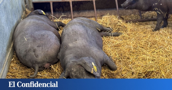 Taiwán, México y Japón prohíben importar carne de cerdo español por la peste porcina africana
