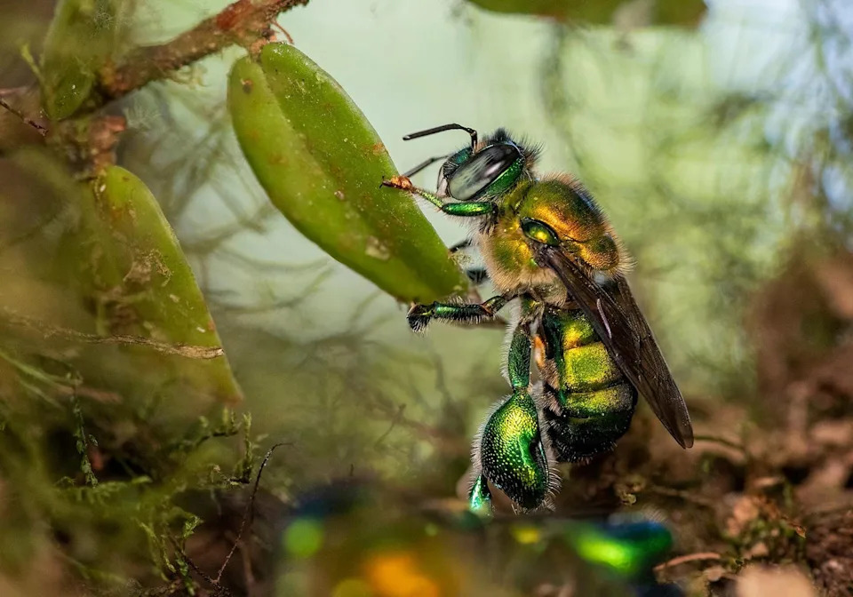 Una abeja orquídea comiendo de una hoja en Colombia: Concurso de fotografía de primer plano.