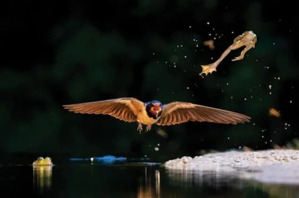 El momento fatal en que una rana salta del agua mientras un pájaro espera para comérsela