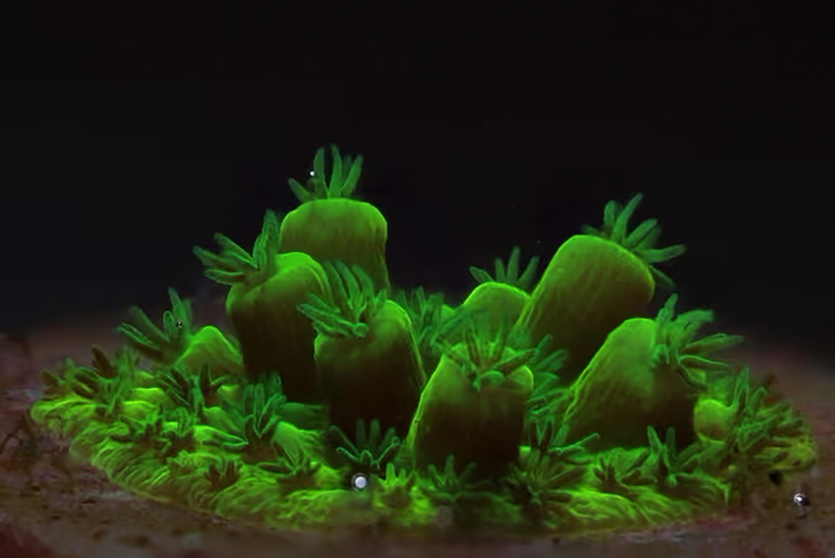 Canon Corales Islas Seychelles_01