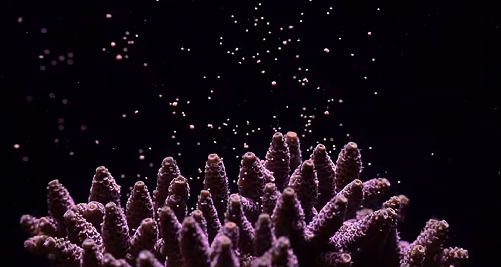 Canon Corales Islas Seychelles_02