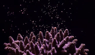 Canon Corales Islas Seychelles_02