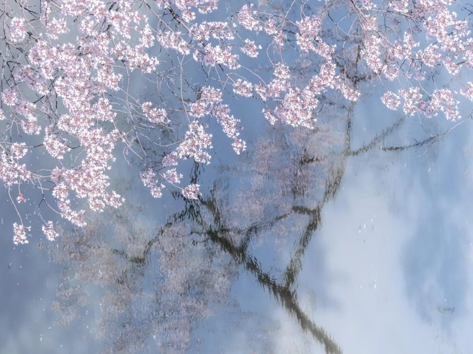 Un árbol de sakura en flor reflejado en el agua.