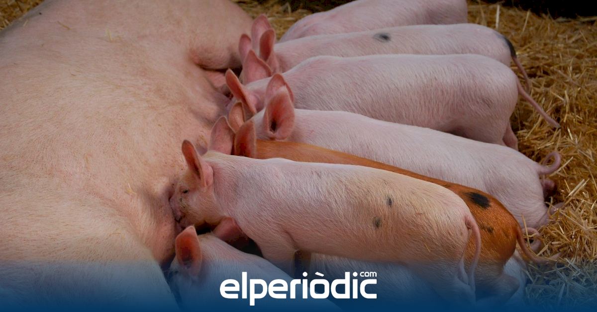 Un hallazgo mundial revela cómo un coronavirus porcino puede entrar en células humanas