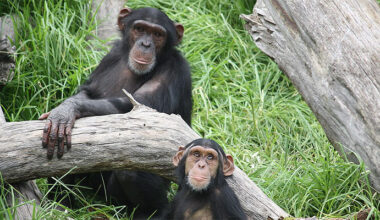 Un nuevo experimento revela que rejuvenecer es posible