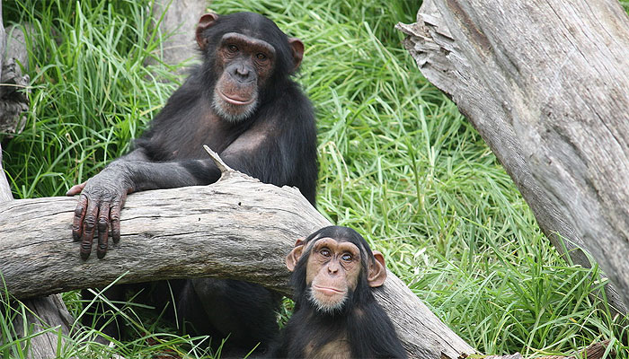 Un nuevo experimento revela que rejuvenecer es posible