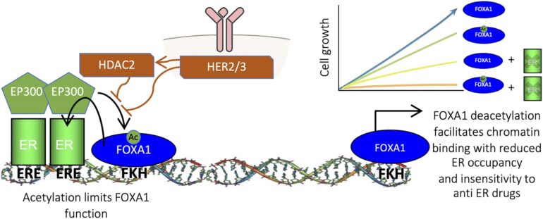 Demuestran cómo ciertos tumores de mama logran escapar a los tratamientos hormonales