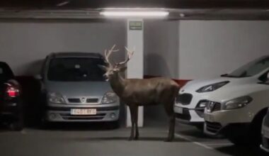 Un ciervo campa por Zamora y se refugia en un 'parking' del centro