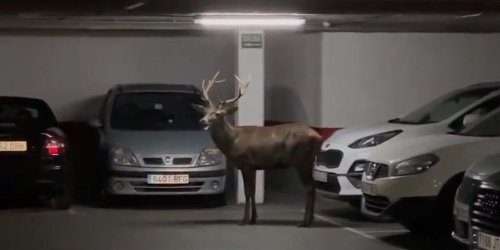 Un ciervo campa por Zamora y se refugia en un 'parking' del centro