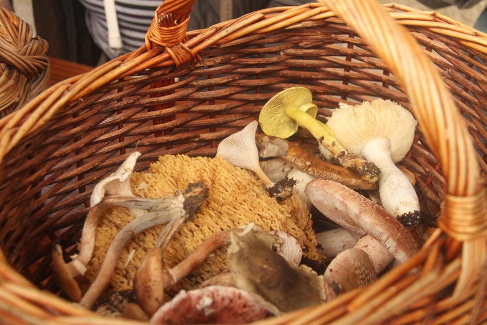 coria sabor micologico