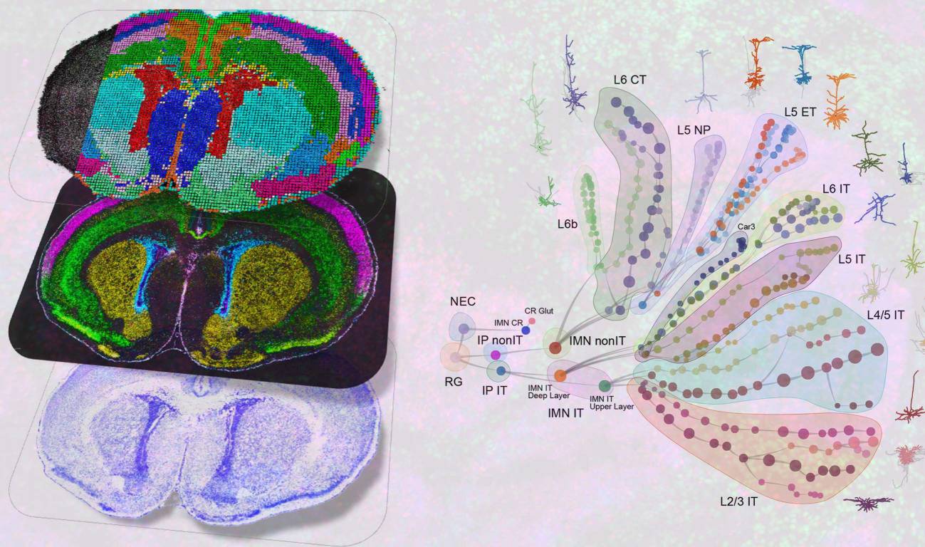 El mayor mapa del cerebro en desarrollo revela las fases en las que se originan los trastornos neurológicos