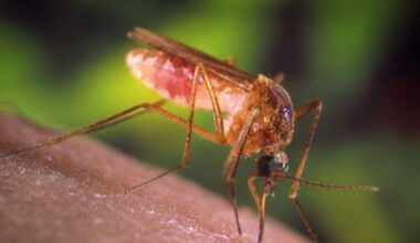 Detectan los primeros casos autóctonos de virus Usutu en España