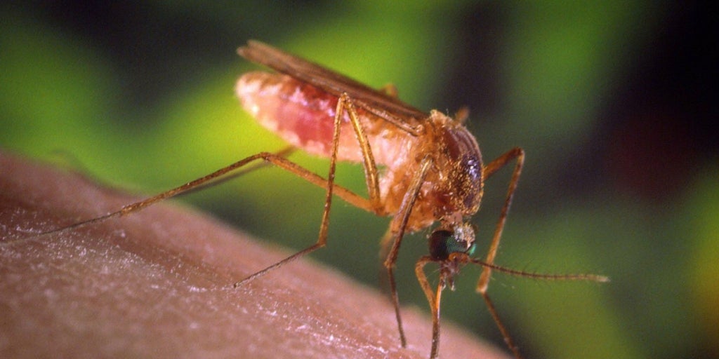 Detectan los primeros casos autóctonos de virus Usutu en España