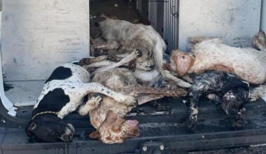Los perros han aparecido muertos al llegar al puerto de Palma.