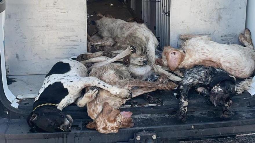 Los perros han aparecido muertos al llegar al puerto de Palma.