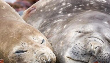 La gripe aviar reduce a la mitad el número de hembras reproductoras de elefante marino del sur y pone en peligro la población