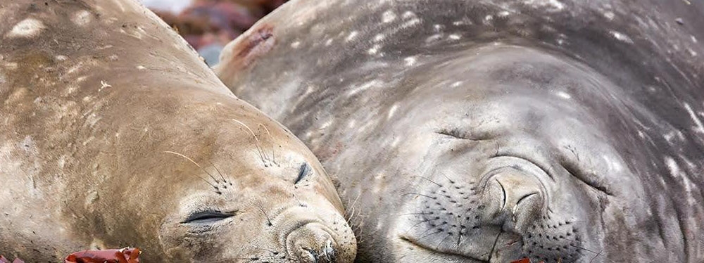 La gripe aviar reduce a la mitad el número de hembras reproductoras de elefante marino del sur y pone en peligro la población