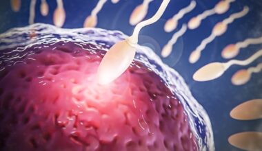 Un nuevo hallazgo revela cómo el embrión asume el control de la vida desde sus primeras horas