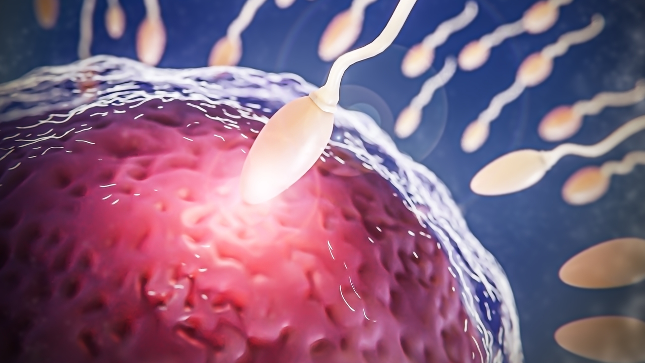 Un nuevo hallazgo revela cómo el embrión asume el control de la vida desde sus primeras horas