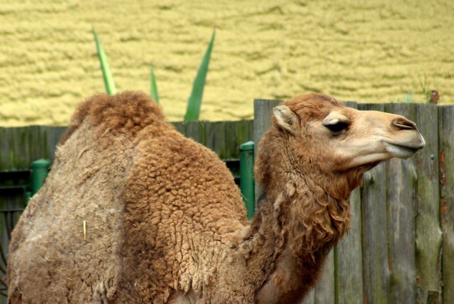 Investigadores evaluarán la eficacia de terapia génica con nanoanticuerpos de camélidos contra la EH. Fuente: CSIC /EuropaPress.