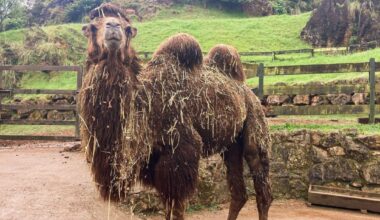 Camellos podrían ser clave en la lucha contra el alzhéimer