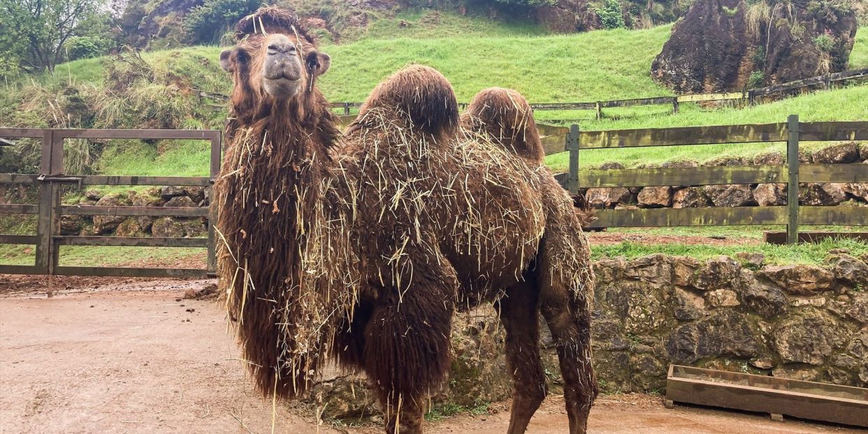 Camellos podrían ser clave en la lucha contra el alzhéimer