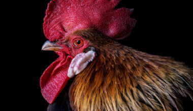 EXPOSICIÓN FOTOGRÁFICA 'THE ANIMALS' DE ESTELA DE CASTRO