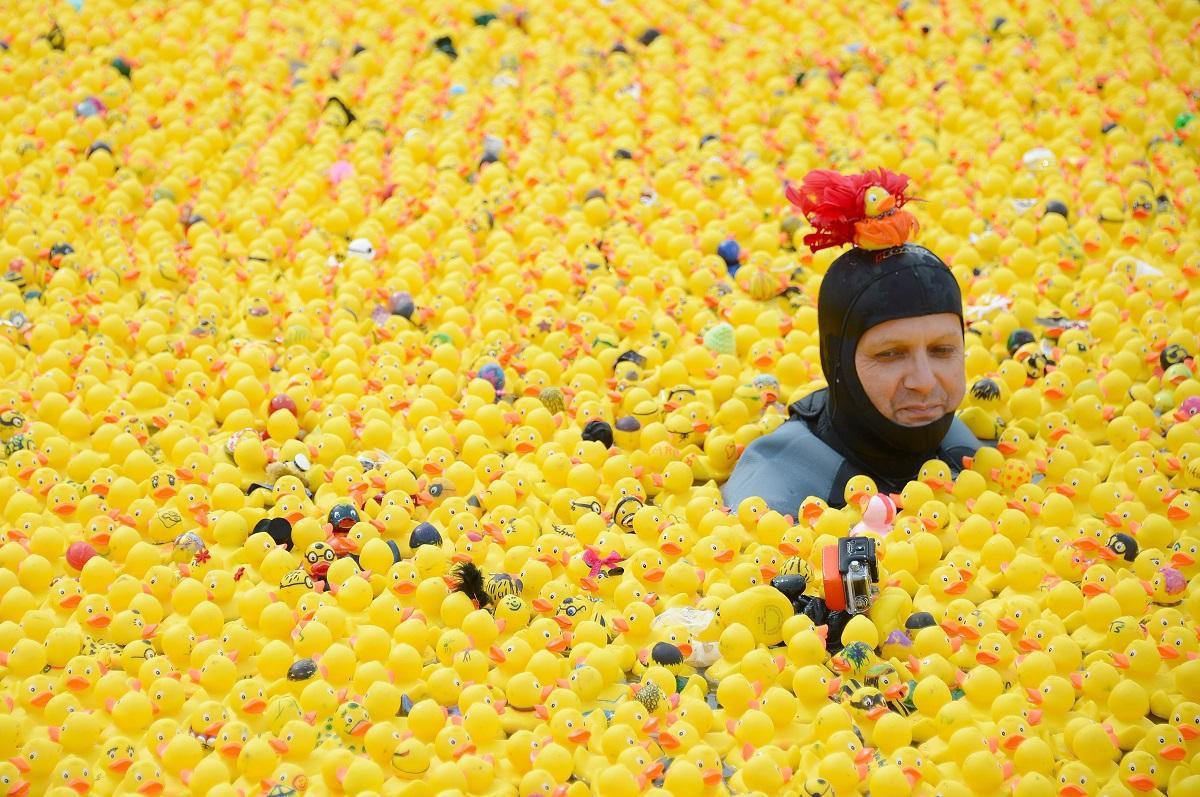 Un hombre "nada" entre 12.000 réplicas del clásico patito de goma en el año 2013