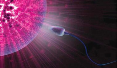 Desvelan el mecanismo esencial el inicio de la vida en los vertebrados