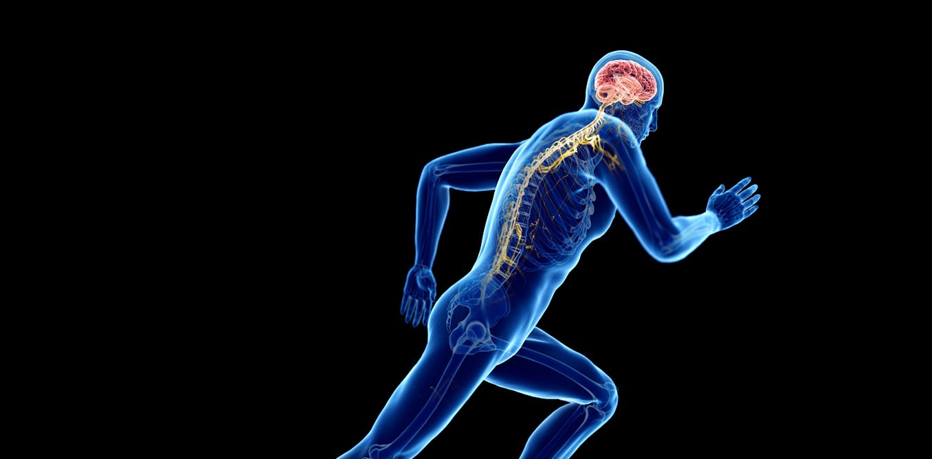 Cuando hacemos ejercicio, nuestros músculos ‘hablan’ con el cerebro y lo fortalecen