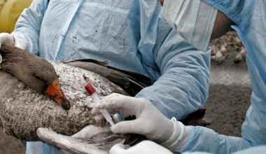 Gripe H5N1: si yo fuera pato, estaría muy asustado - The Conversation