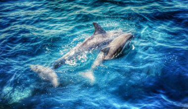 la increíble historia evolutiva de los mamíferos marinos